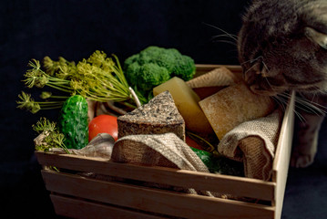 Curious cat near the box with kraft homemade cheese and vegetables.