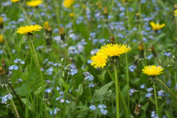 Meadow Flowers