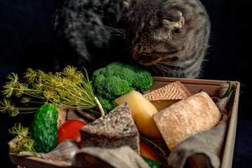 Cat near the box with kraft homemade cheese and vegetables.