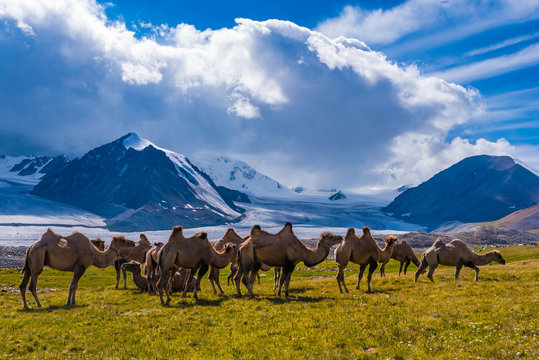Kamelherde im Gegenlicht, Tavan Bogd, Mongolei
