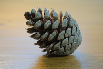 Pine Cone