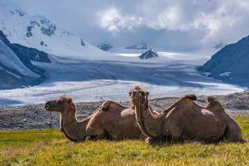 Sitzende Kamele vor dem Potanin Gletscher
