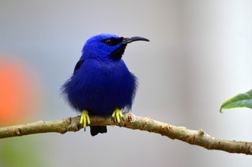 Blue hummingbird