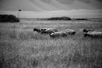 An herd of sheep pasturing on a meadow near Castelluccio di Norcia