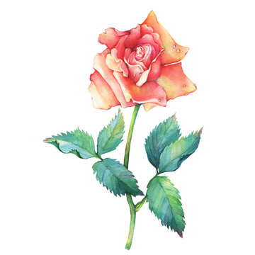 A branch, close-up of a beautiful red-yellow rose  flower with green leaves. Hand drawn watercolor painting on white background.