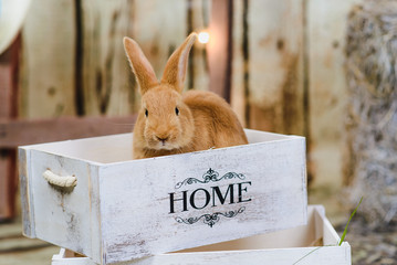 red little rabbit with long ears in the manger