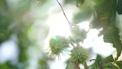 Mature fruit of the prickly chestnut Ripe fruit of prickly chestnut against the background of the sun. Branches of a green tree .. Summer sunny weather