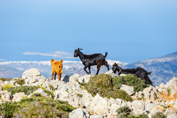 Domestic goat in the mountains on Crete Island, Greece