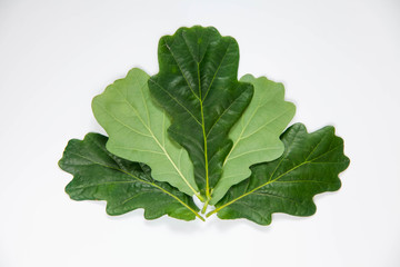 a few green oak leaves