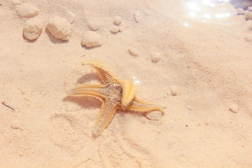 Starfish on the Beach / Starfish on the Beach with Sand in the background