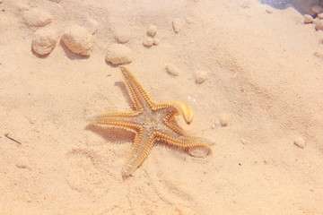 Starfish on the Beach / Starfish on the Beach with Sand in the background