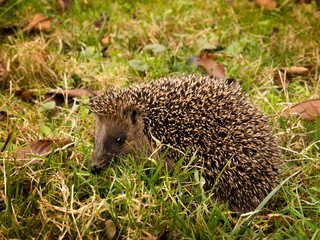 young hedgehog walking through grass