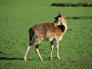 Biche