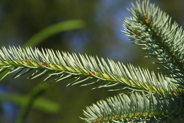 Przyroda, ekologia, środowisko,natura,słońce,niebo