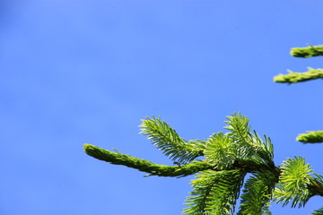 Przyroda, ekologia, środowisko,natura,słońce,niebo © r_zw