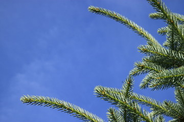 Przyroda, ekologia, środowisko,natura,słońce,niebo © r_zw