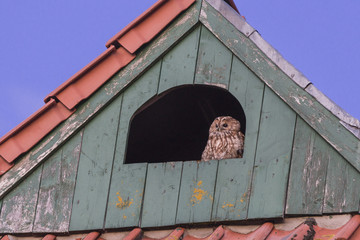 Fototapeta premium Waldkautz im Dachboden
