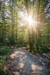 Path in green forest at sunrise