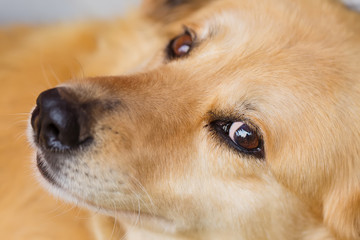 Close up portrait of collie type dog's face.