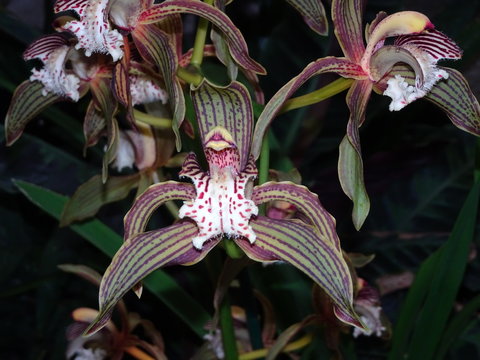 fragrant orchid flower - Cymbidium tracyanum