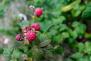 Red raspberries grow in a green bush