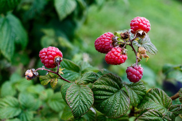 Red raspberries grow in a green bush