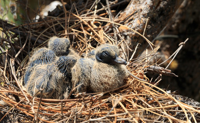 Dove Chicks