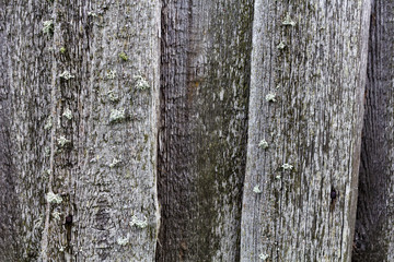 old unpainted gray wood background