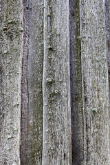 Obraz premium old unpainted gray wood background