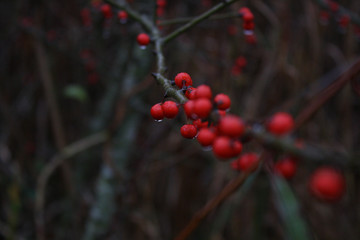 Macro of red berries in dew