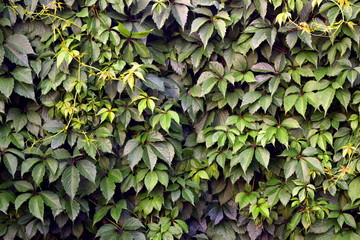 A wall of ivy. The background