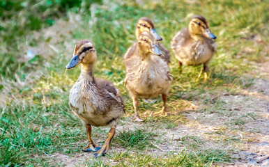 Four little ducks 