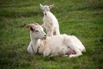 Naklejka na ściany i meble goat with the kid lie on green grass