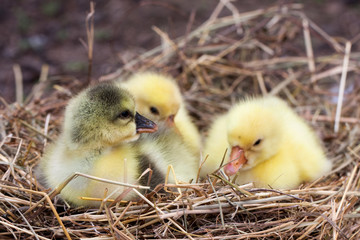 Three little domestic gosling in straw nest