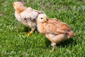 two yellow baby chicken in the green grass