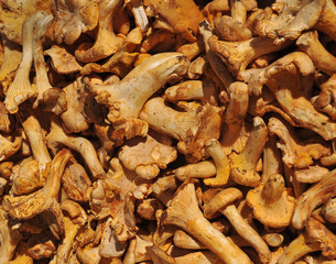 group of .girolle mushroom
