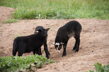 Fototapeta premium Three young black lamb playing on pasture