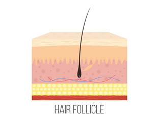 Hair follicle. Human skin layers with hair follicle inside