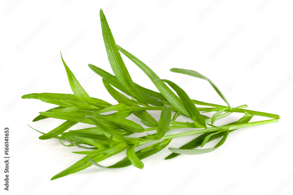 Wall mural tarragon isolated on a white background. artemisia dracunculus