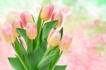 tulip flowers