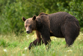 Fototapeta na wymiar Wild brown bear (Ursus arctos)
