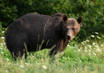 Wild brown bear (Ursus arctos)