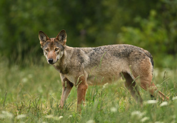 Naklejka na ściany i meble Grey wolf (Canis lups)