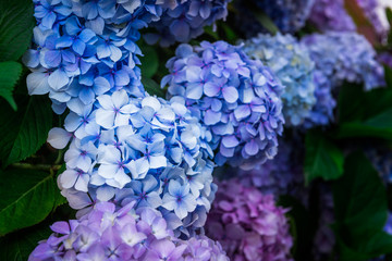 Hydrangea Flowers in the Garden