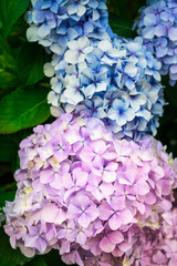 Hydrangea Flowers in the Garden