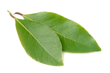 Fresh laurel leaf isolated on white background