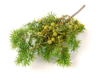 Green juniper branch with berries isolated on white background