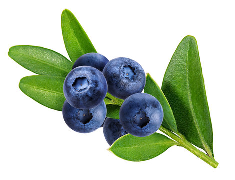 Bilberry, Blueberries Isolated On White