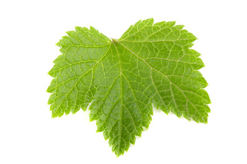 Red currant leaf Isolated on white background