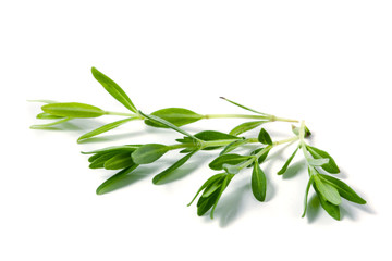 Sprig of fresh thyme isolated on a white background